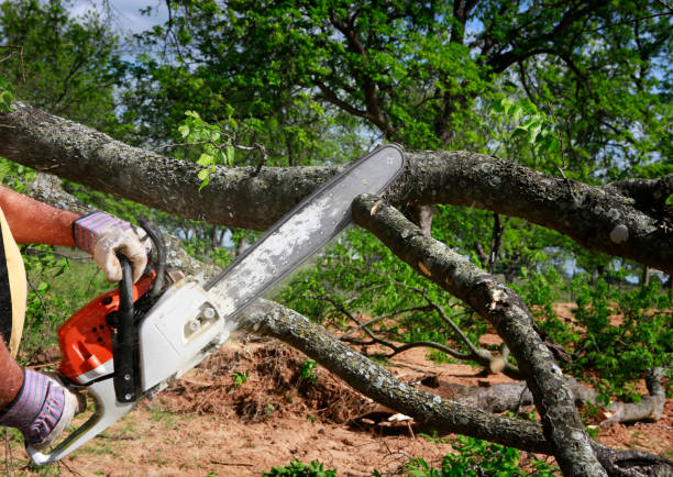 Professional Tree Services in Fairborn, OH